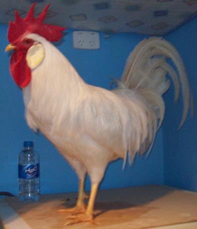 090808_leghorncockerel.jpg