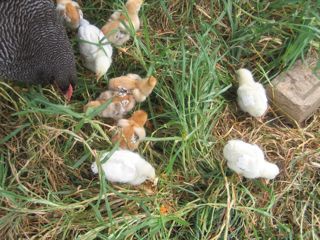 Phoebe & chicks 12 days old.jpg